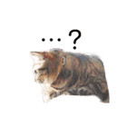 ぽちゃねこ会話（個別スタンプ：15）