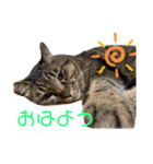 ぽちゃねこ会話（個別スタンプ：17）