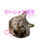 ぽちゃねこ会話（個別スタンプ：19）