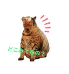ぽちゃねこ会話（個別スタンプ：20）