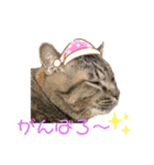 ぽちゃねこ会話（個別スタンプ：21）