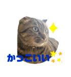 ぽちゃねこ会話（個別スタンプ：22）