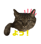 ぽちゃねこ会話（個別スタンプ：24）