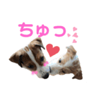 ジャックラッセルテリア・ビネガー（個別スタンプ：8）