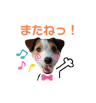 ジャックラッセルテリア・ビネガー（個別スタンプ：13）