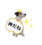 ジャックラッセルテリア・ビネガー（個別スタンプ：27）