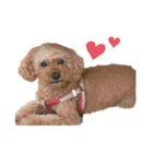 長江家の愛犬たち（個別スタンプ：1）