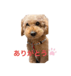 長江家の愛犬たち（個別スタンプ：2）