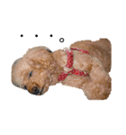 長江家の愛犬たち（個別スタンプ：3）