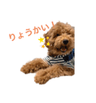 長江家の愛犬たち（個別スタンプ：5）