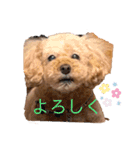 長江家の愛犬たち（個別スタンプ：9）