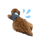 長江家の愛犬たち（個別スタンプ：11）