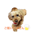 長江家の愛犬たち（個別スタンプ：15）