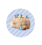 こねこの金太郎（個別スタンプ：1）