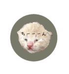 こねこの金太郎（個別スタンプ：6）