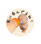 こねこの金太郎（個別スタンプ：12）