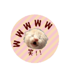 こねこの金太郎（個別スタンプ：13）