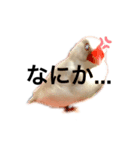 文鳥さんの一日isライフ（個別スタンプ：2）