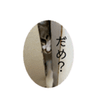 こっちゃんず2（個別スタンプ：2）