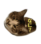 こっちゃんず2（個別スタンプ：3）