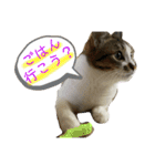 こっちゃんず2（個別スタンプ：10）