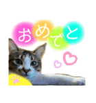 こっちゃんず2（個別スタンプ：13）