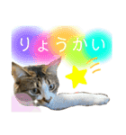 こっちゃんず2（個別スタンプ：15）