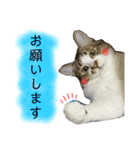 こっちゃんず2（個別スタンプ：16）