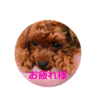 パピートイプーのハッピースタンプ（個別スタンプ：3）