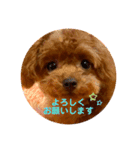 パピートイプーのハッピースタンプ（個別スタンプ：10）