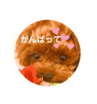 パピートイプーのハッピースタンプ（個別スタンプ：11）