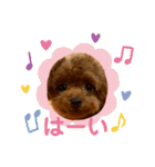 パピートイプーのハッピースタンプ（個別スタンプ：14）