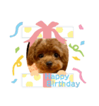 パピートイプーのハッピースタンプ（個別スタンプ：15）