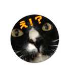 うちねこじゃんご。（個別スタンプ：1）