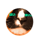 うちねこじゃんご。（個別スタンプ：3）
