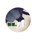 うちねこじゃんご。（個別スタンプ：4）