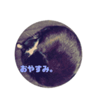 うちねこじゃんご。（個別スタンプ：6）