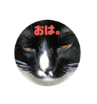 うちねこじゃんご。（個別スタンプ：8）