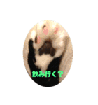 うちねこじゃんご。（個別スタンプ：9）