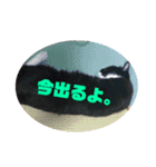 うちねこじゃんご。（個別スタンプ：11）