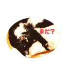 うちねこじゃんご。（個別スタンプ：12）