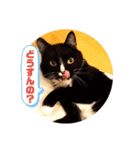 うちねこじゃんご。（個別スタンプ：13）