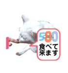 しろねこピーチマン②（個別スタンプ：2）