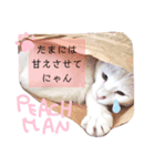 しろねこピーチマン②（個別スタンプ：3）