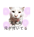 しろねこピーチマン②（個別スタンプ：4）
