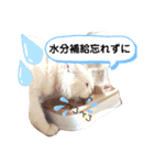 しろねこピーチマン②（個別スタンプ：5）