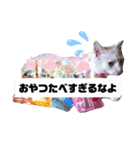 しろねこピーチマン②（個別スタンプ：7）
