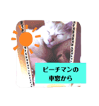 しろねこピーチマン②（個別スタンプ：8）