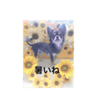 チョコたんRAON Ⅱ（個別スタンプ：24）