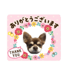 チョコたんRAON Ⅱ（個別スタンプ：29）